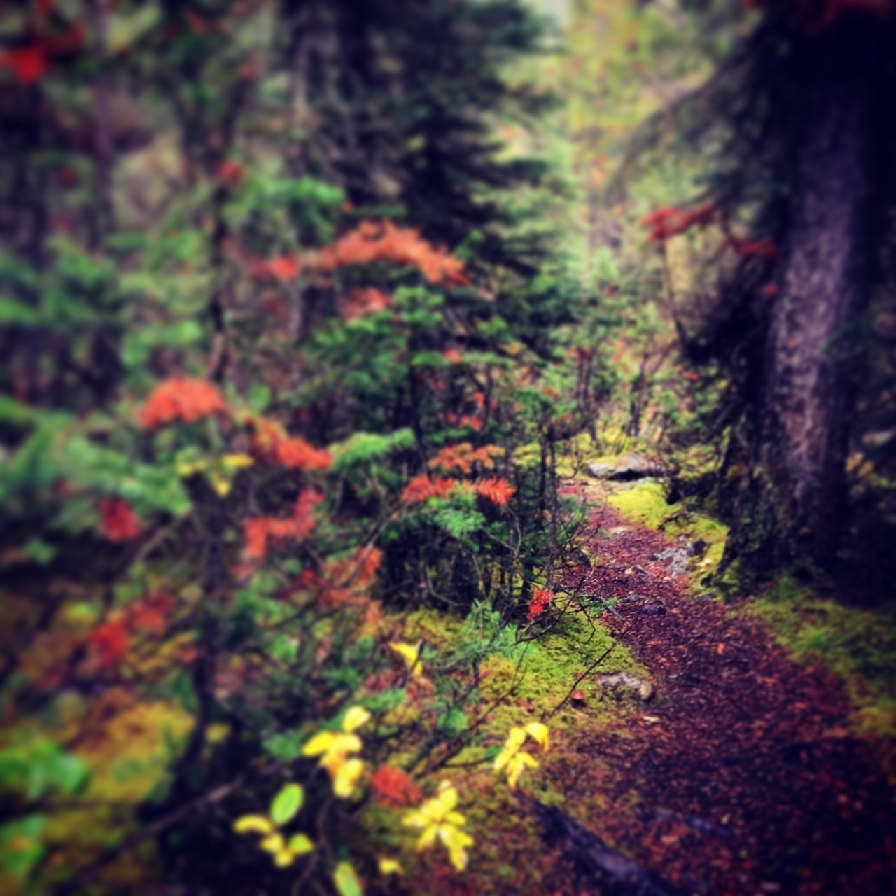 Hiking trail in Canada near Banff National Park