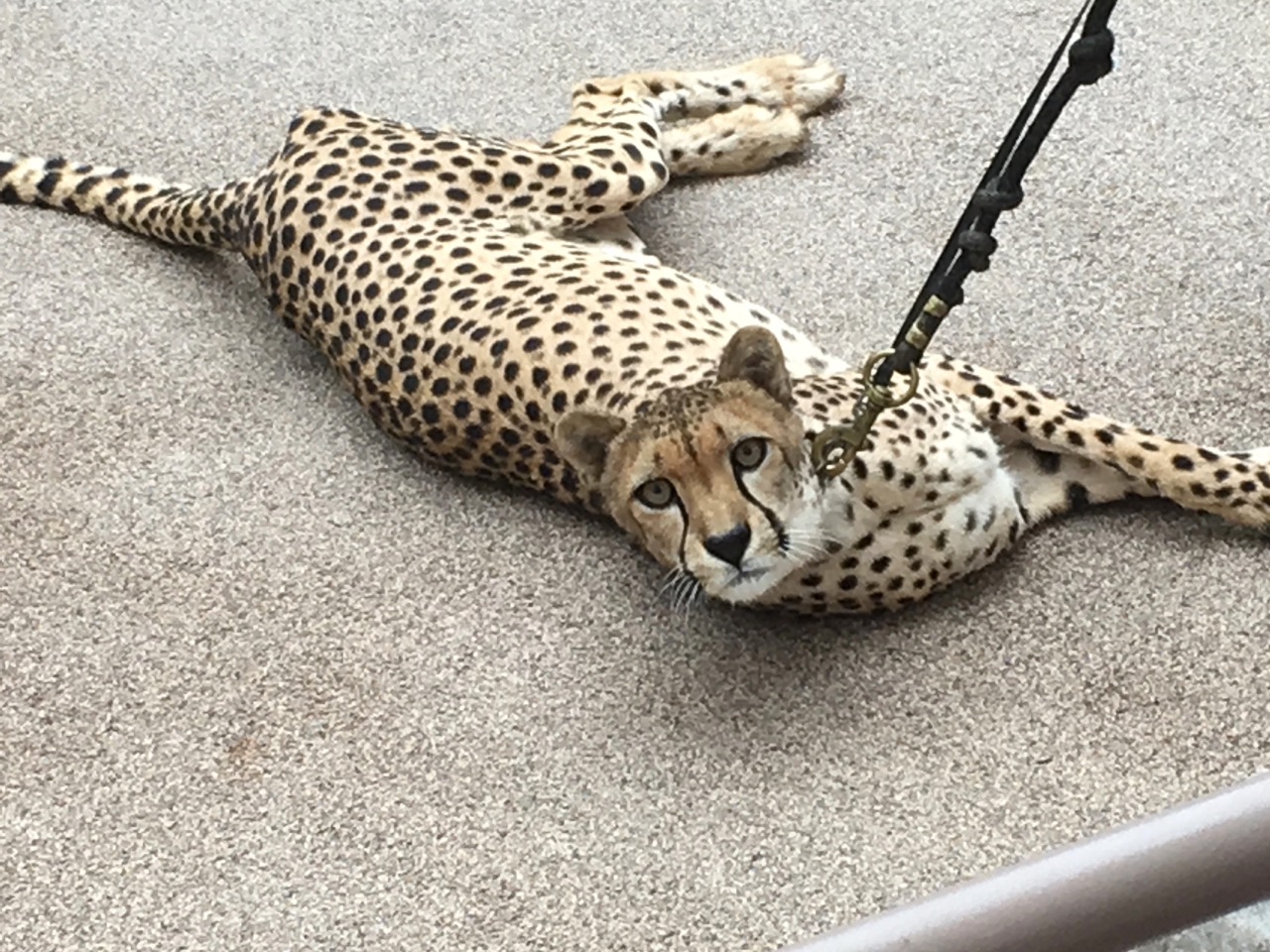 taraji_san_diego_zoo_cheetah